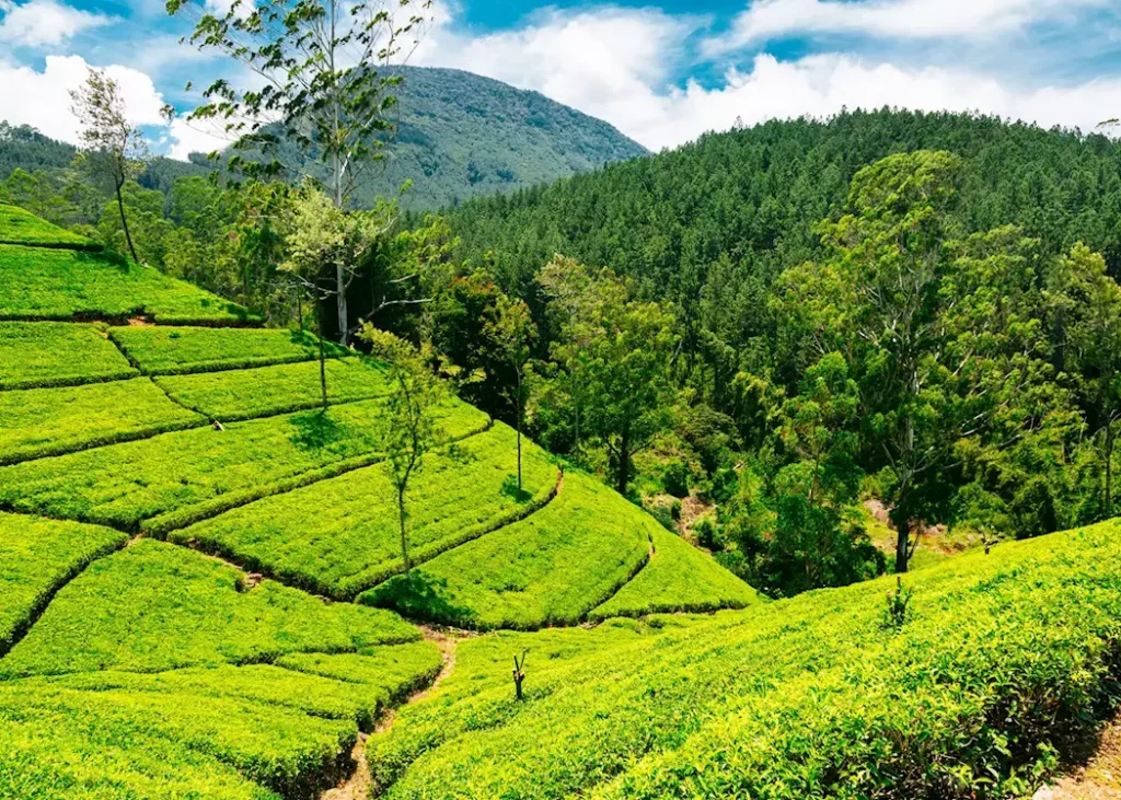 Nuwara-Eliya-Tea-Estate-tourhubtravel.webp