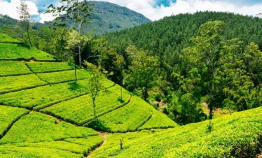 Nuwara-Eliya-Tea-Estate-tourhubtravel.webp