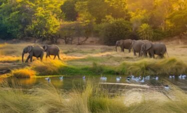 Wildlife safari in Sri Lanka with elephants in national park
