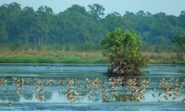 kalamatiya-bird-sanctuary-tourhubtravel.jpg