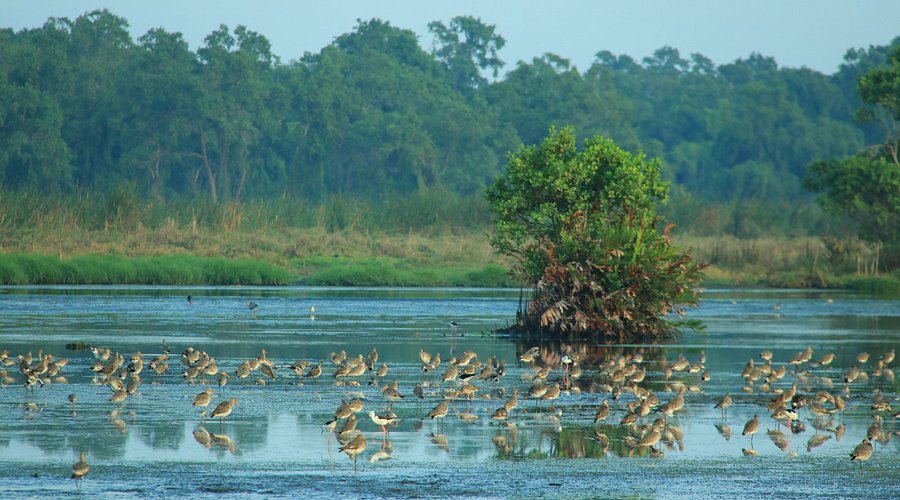 kalamatiya-bird-sanctuary-tourhubtravel.jpg